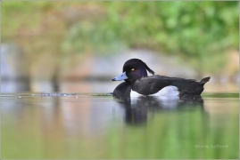 <p>Polák chocholačka (Aythya fuligula) –--- /Tufted duck – Reiherente/</p>